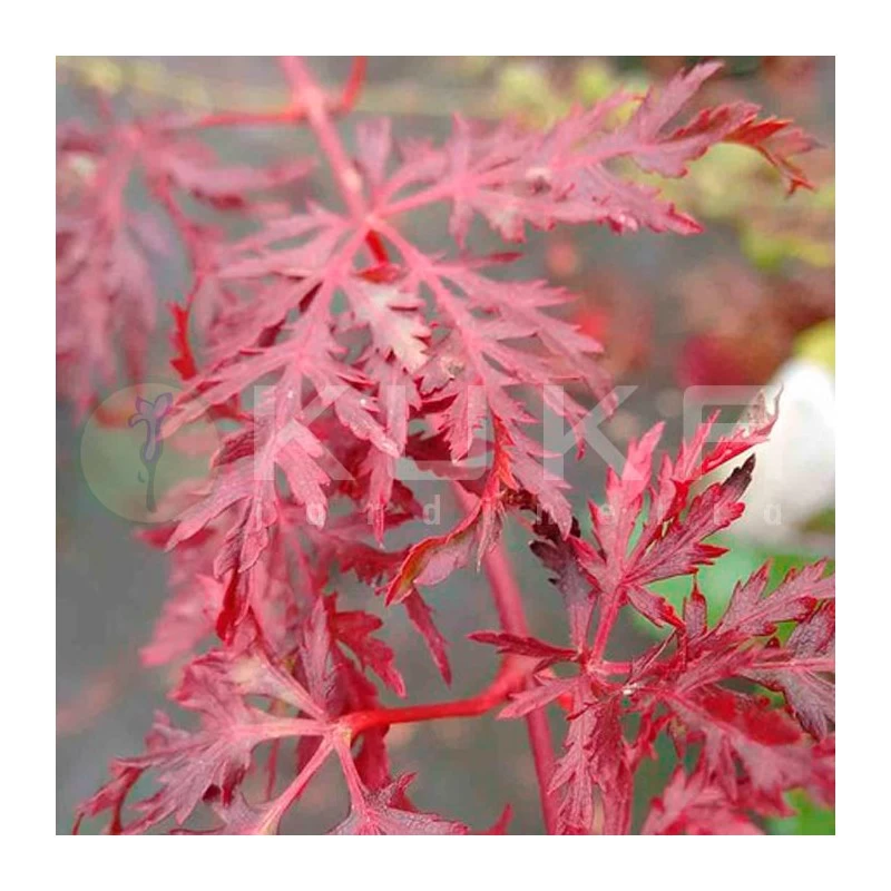 Acer Palmatum Emerald Lace - Imagen 2