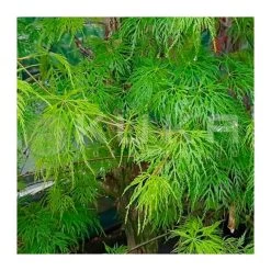 Acer Palmatum Emerald Lace
