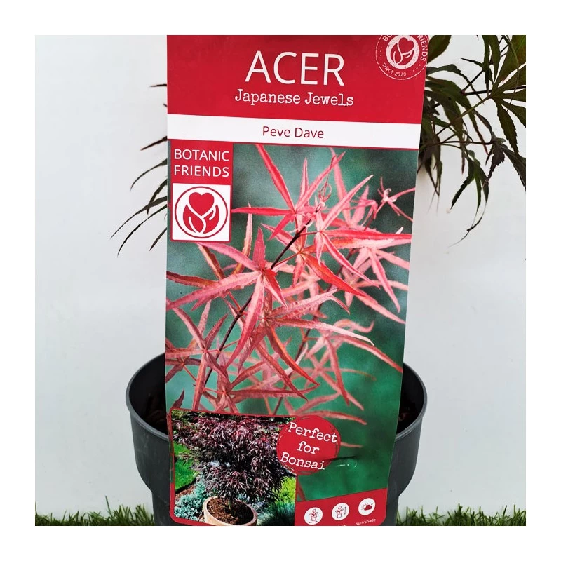 Acer Palmatum Pevé Dave - Imagen 2