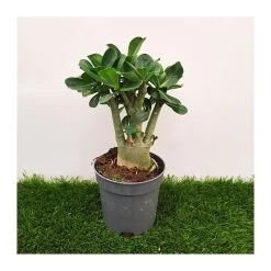 Adenium Obesum Blanca