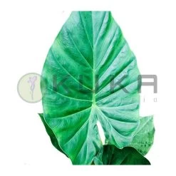 Alocasia Portodora
