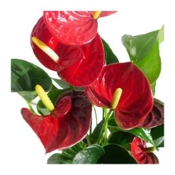 Anthurium Andreanum Variado Sin Flor COMPRA 2 Y PAGA 1