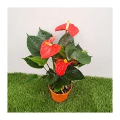 Anthurium Andreanum Orange