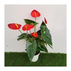 Anthurium Andreanum Red Champion