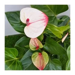 Anthurium Andreaum Mystique