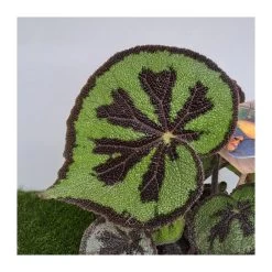 Begonia Masonia Mountain