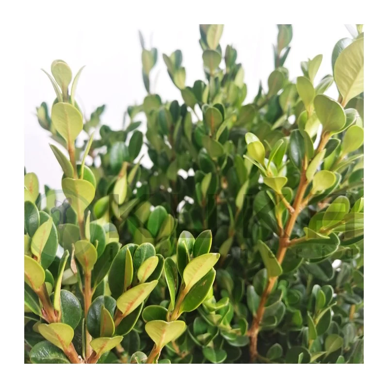 Boj Faulkner - Imagen 2