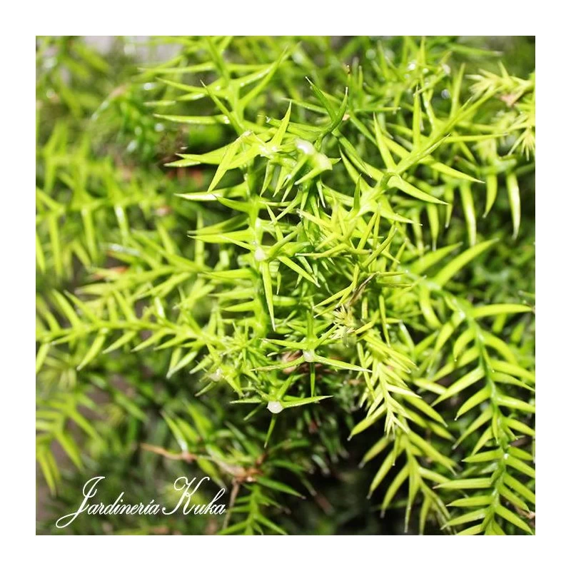 Bonsái Araucaria - Imagen 2