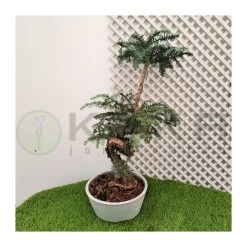 Bonsái Araucaria Cunninghamii