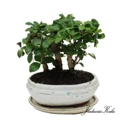 Bonsái Bosque Carmona Sp.