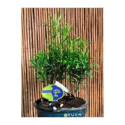 Bonsái Bosque De Podocarpus