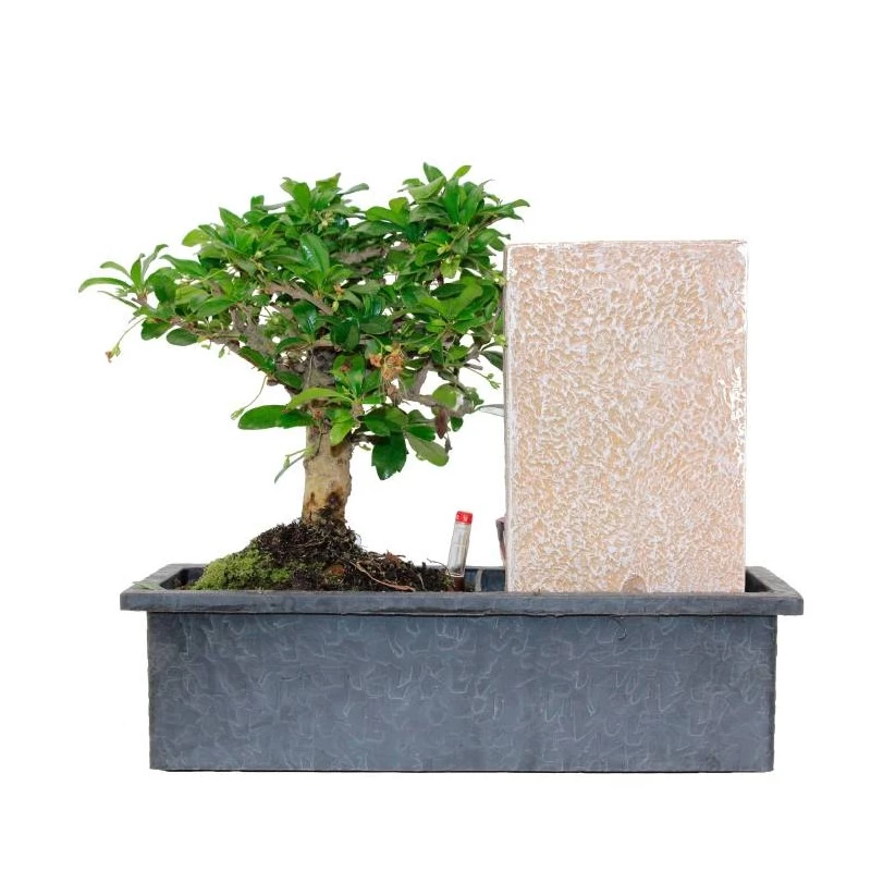 Bonsái Carmona Con Fuente De Buddha Y Tarjeta - Imagen 2