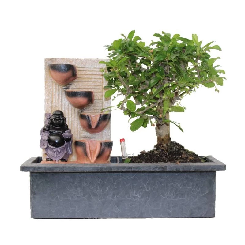 Bonsái Carmona Con Fuente De Buddha Y Tarjeta