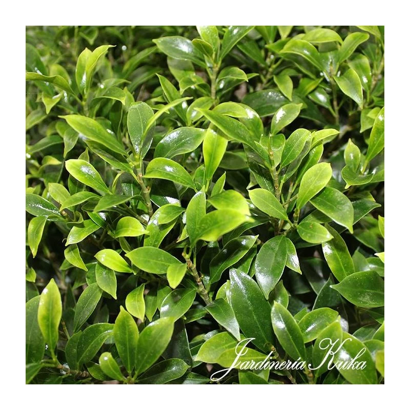 Bonsái Celtis Sinensis - Imagen 2