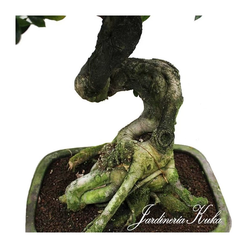 Bonsái Celtis Sinensis - Imagen 3