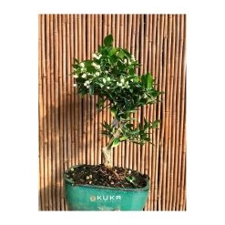 Bonsái Citrus Myrtifolia