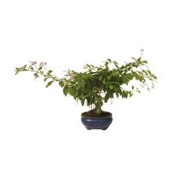 Bonsai Durantha Repens Erecta