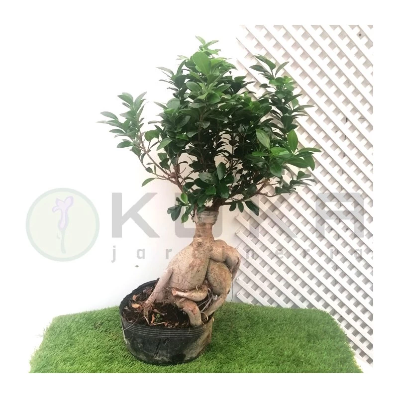 Ficus Ginseng Microcarpa Pre-bonsái - Imagen 2