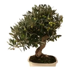 Bonsai Olea Europaea 16 Años