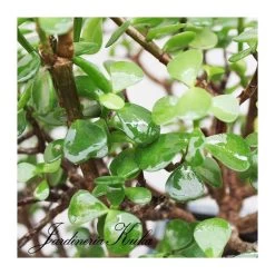 Bonsái Portulacaria Afra