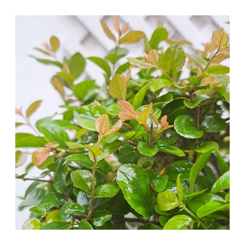 Bonsái Sageretia Theezans - Imagen 2