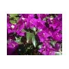 Bougainvillea Glaba Sanderiana