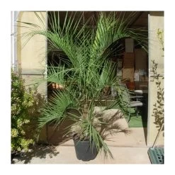 Butia Capitata EJEMPLAR