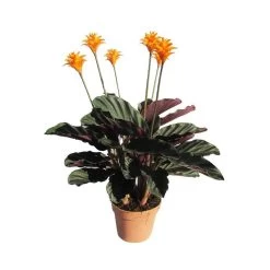 Calathea Crocata Tassmania