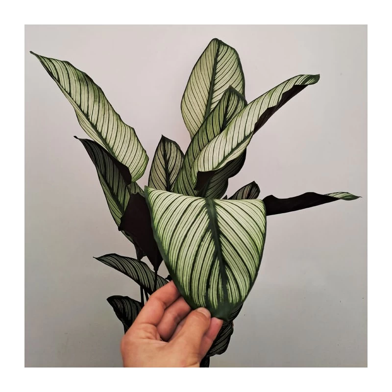Calathea Majestica Whitestar - Imagen 2