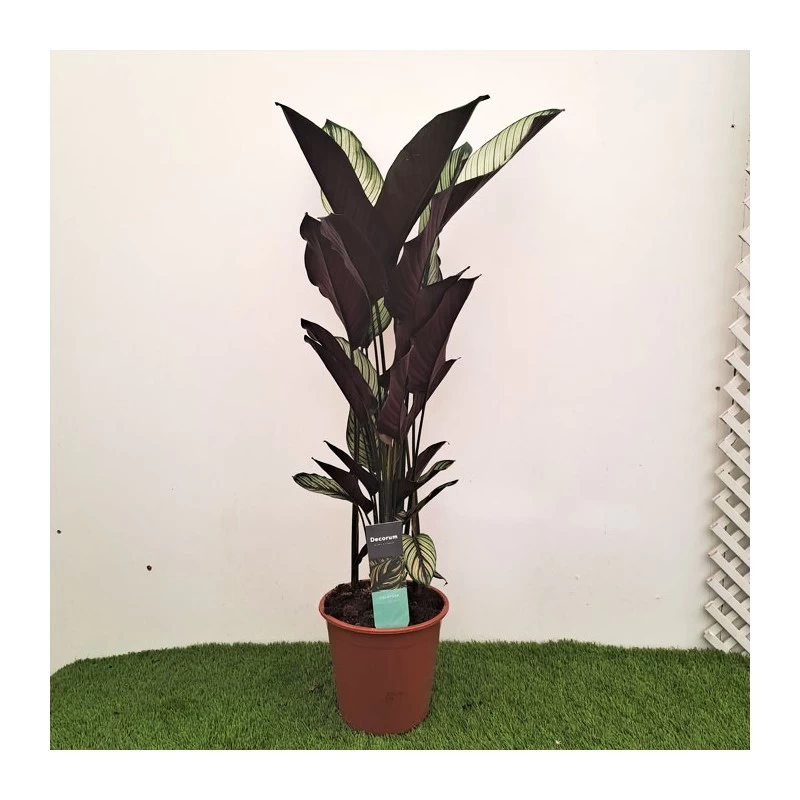 Calathea Majestica Whitestar