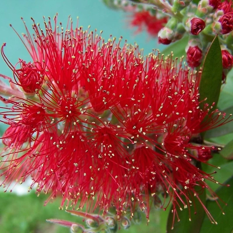 Callistemon Viminalis Mini Red