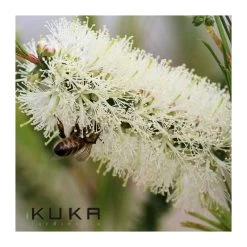 Callistemon White Salignus