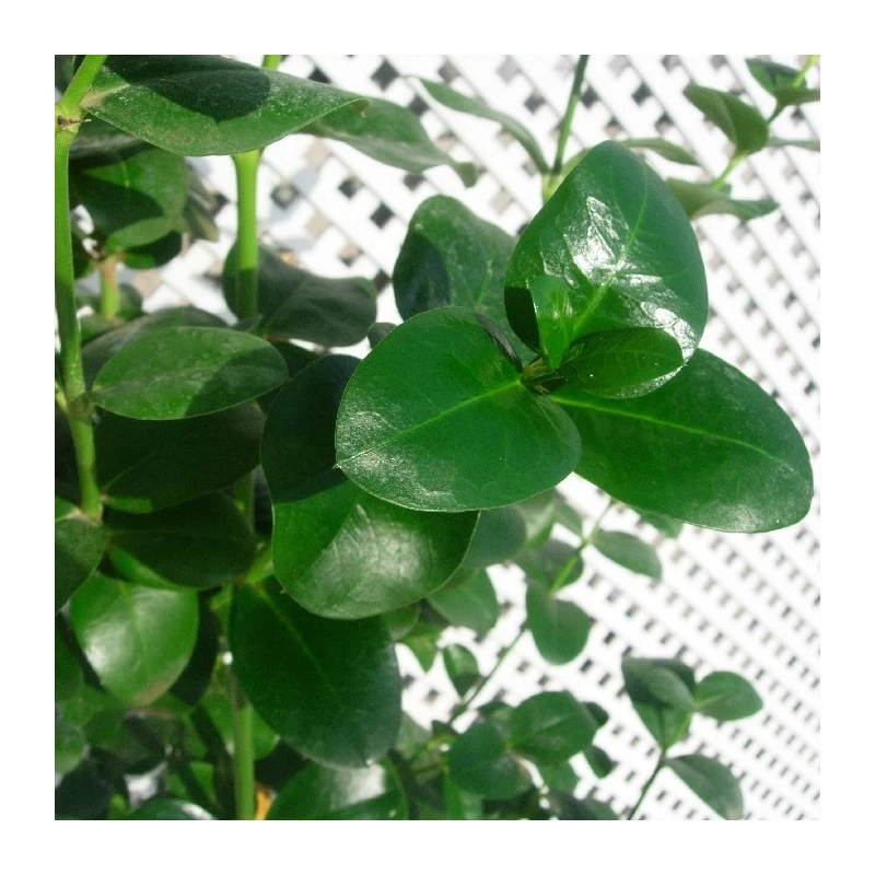 Carissa Grandiflora - Imagen 2