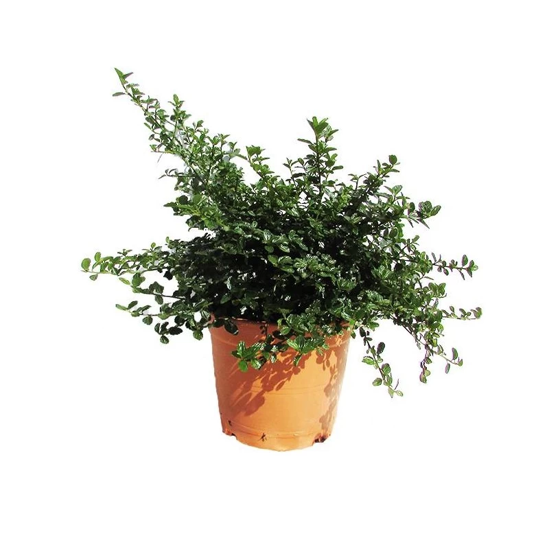 Ceanothus Thirsiflorus Repens - Imagen 2