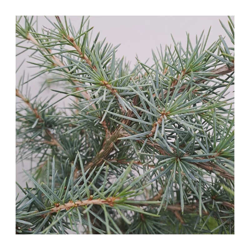 Cedro Deodara Golden Horizon - Imagen 2