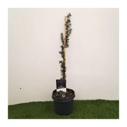 Cedro Libano Glauca Péndula