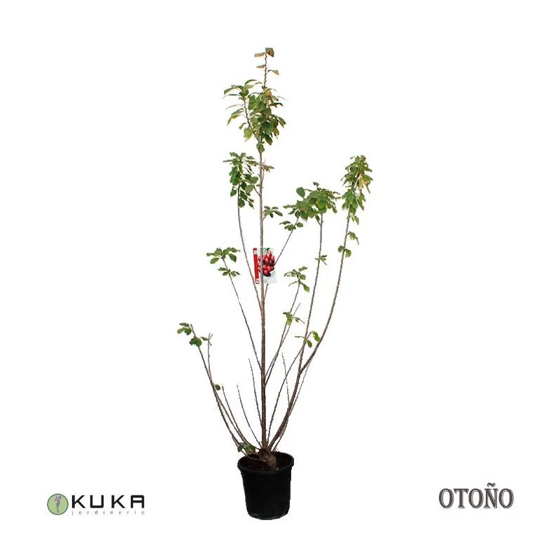 Cerezo Enano - Imagen 2