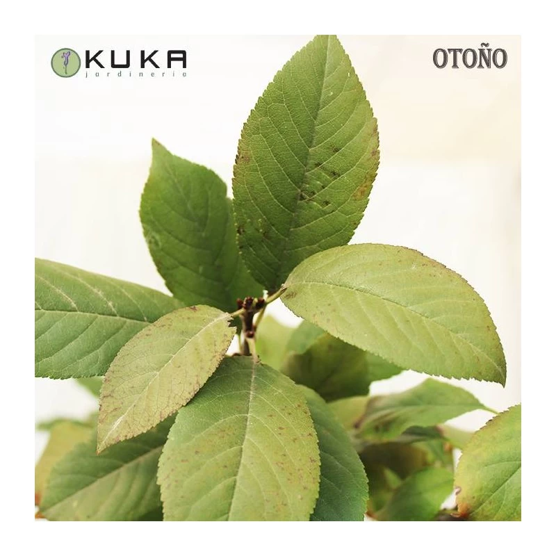 Cerezo Enano - Imagen 3