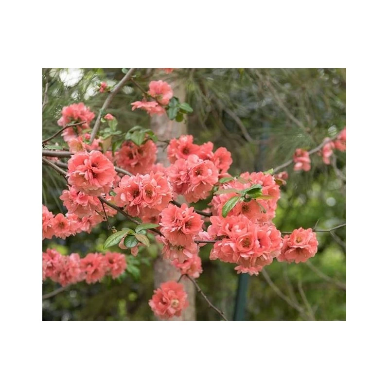 Chaenomeles Speciosa Falconnet Charlet - Imagen 2