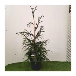 Chamaecyparis Naldrich Moutain