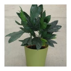 Chamaedorea Metalica