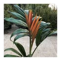 Chambeyronia Macrocarpa