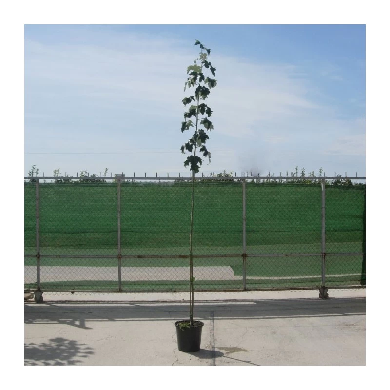 Chopo Boleana Alba - Imagen 2