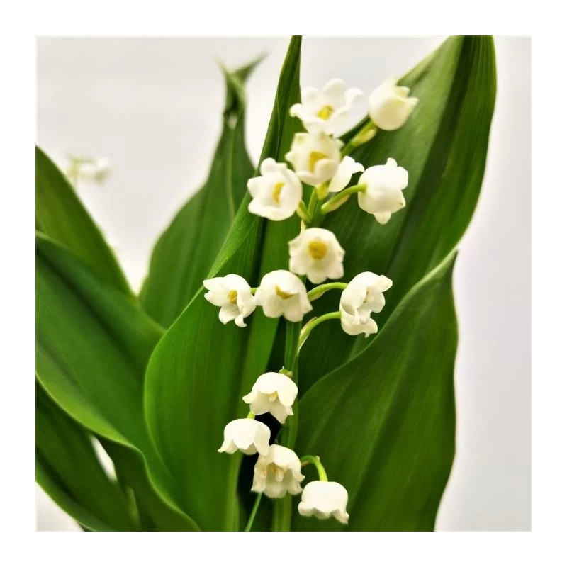 Convallaria Majalis - Imagen 2