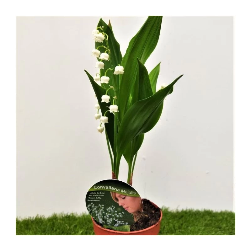Convallaria Majalis - Imagen 3