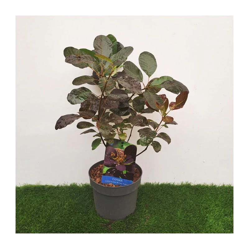 Cotinus Coggygria Royal Purple - Imagen 2