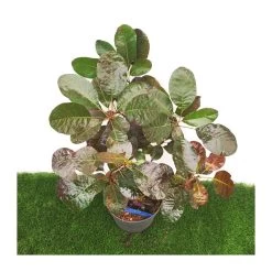 Cotinus Coggygria Royal Purple