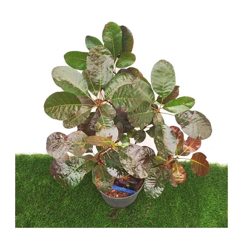 Cotinus Coggygria Royal Purple