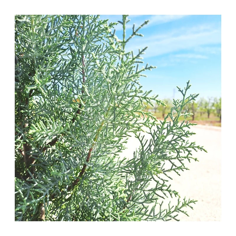 Cupressus Arizonica - Imagen 3