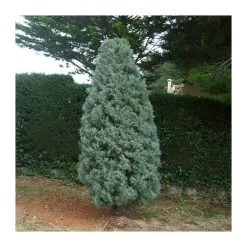 Cupressus Arizonica